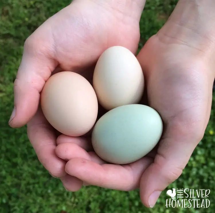 A child holds brown white and blue green easter egger chicken eggs