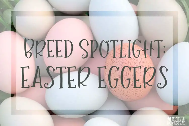 The Easiest Chicken Breed: Easter Eggers - Silver Homestead