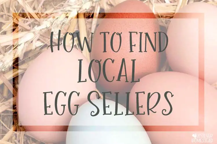 How to Find Local Egg Sellers