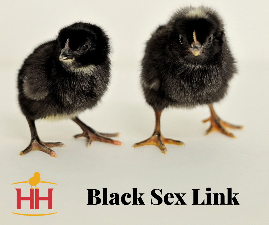 black sex-link chicken chicks