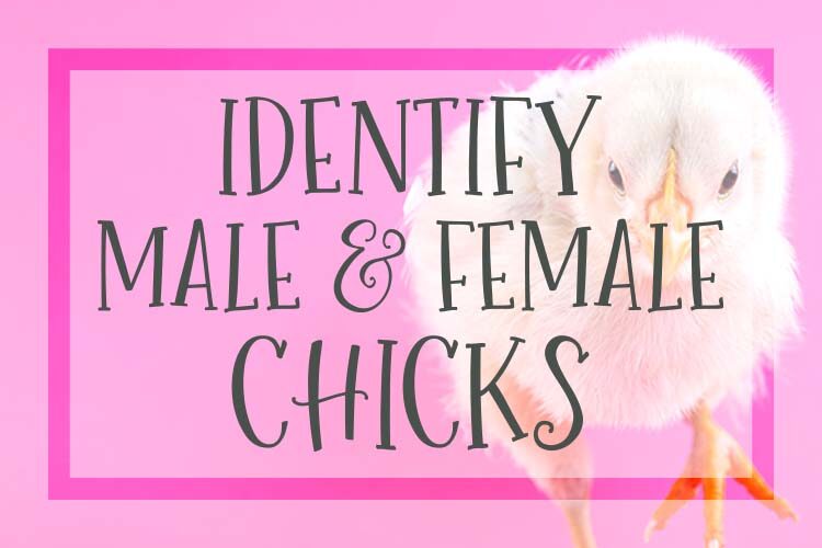 How to Identify Male & Female Chicks