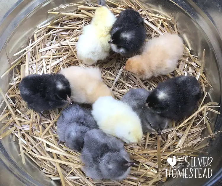 olive egger chicks with head spots in black blue barred splash feather colors