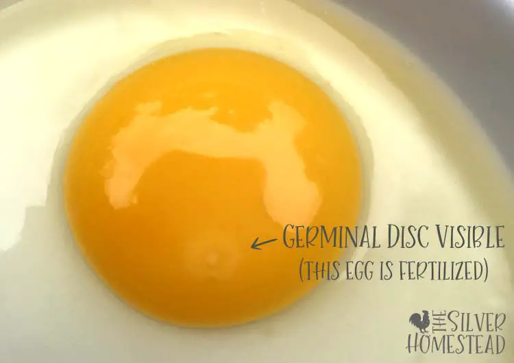 fertilized chicken egg fertile germinal disc visible on eggs yolk 