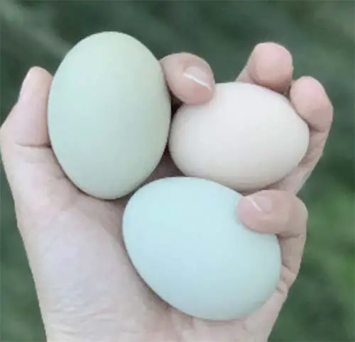 a woman's hand holding a brilliant blue and very pretty pistachio green chicken egg laid by F7 easter egger hens