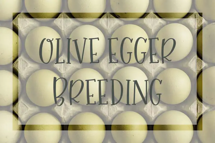 olive egger breeding