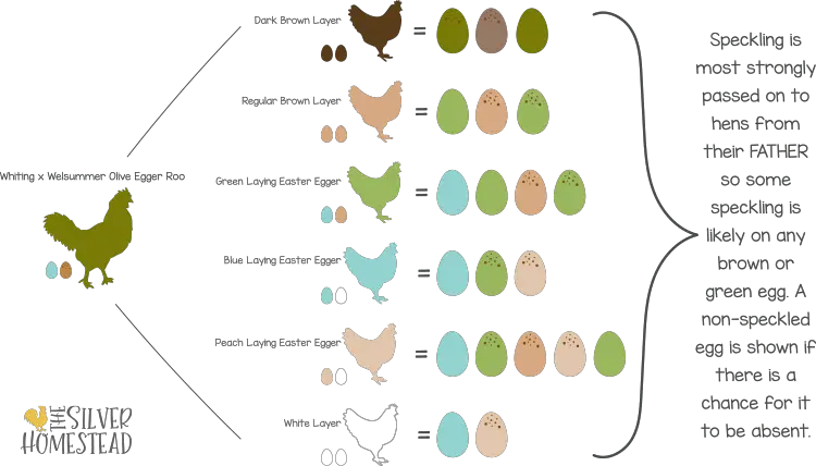 Easter Egger Breeding Chart
