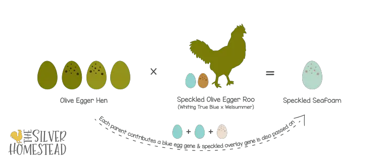 speckled Olive eggs egger breeding seafoam 