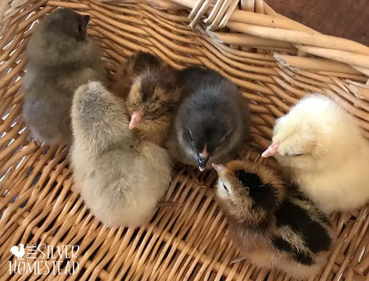 Prairie Bluebell Egger chicks in a basket