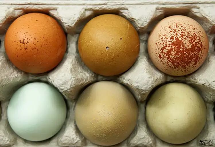 rainbow speckled easter egger hatching eggs 