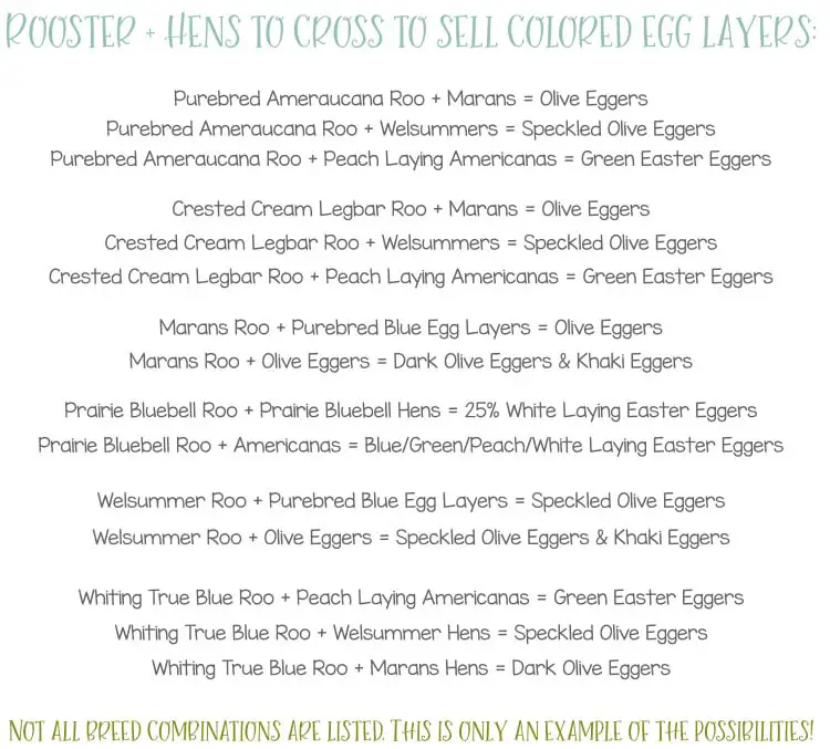 colored egg layers hatching eggs what roos and hens to cross silver homestead Selling Hatching Eggs Make income from 10 hens and 1 rooster easter egger speckled olive F1 F2 F3 F4 F5 F6 F7 F8 F9 F10 breeder breeding colored eggs fertile fertilized incubator sell income profit side hustle backyard chickens pay for feed cover costs heavy bloom pink purple lavender blue aqua green olive deep dark chocolate back cross back-cross copper marans eggs pics pictures images photos labeled coop building plans homestead homesteading income finances help