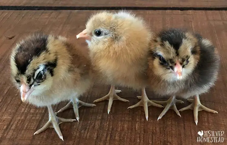 3 purebred Whiting True Blue chicks