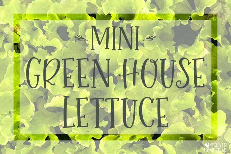 Grow Lettuce in a Mini Green House