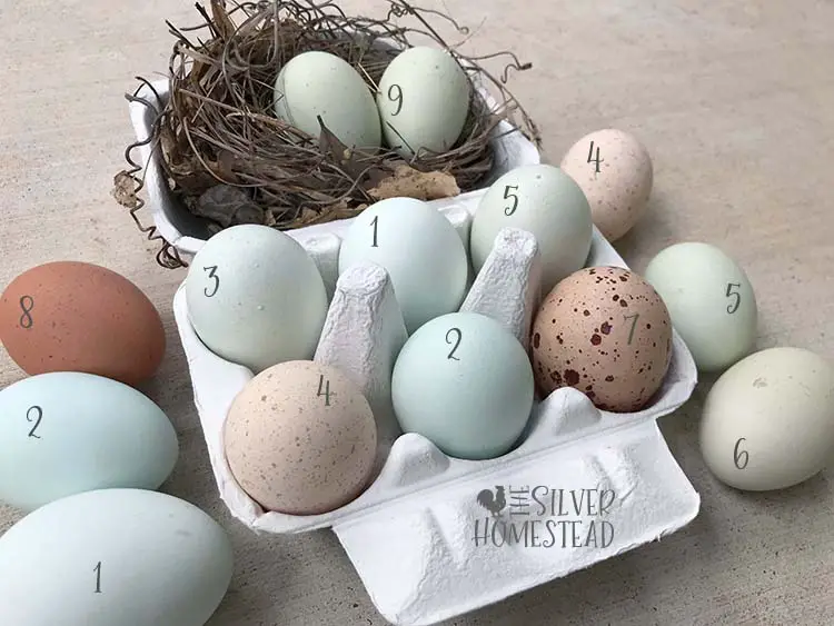 Whiting True Green egg, Whiting True Blue egg, Seafoam Easter Egger egg, Sage egger egg, speckled easter egger, speckled welsummer egg, chicken egg colors by breed