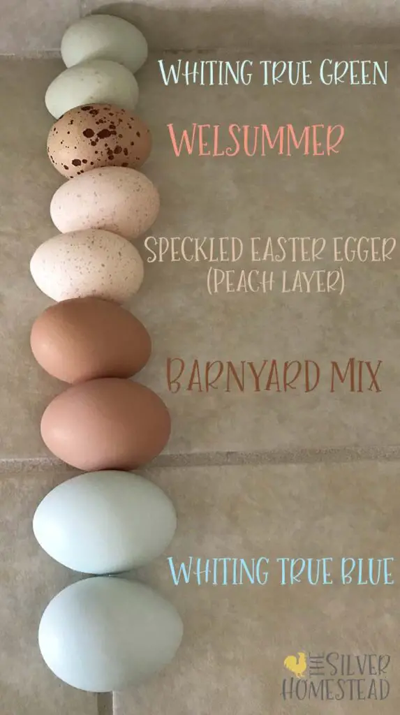Whiting True Blue eggs, Whiting True Green eggs, peaches and cream egg, speckled easter egger egg, barnyard mix egg chicken egg colors by breed