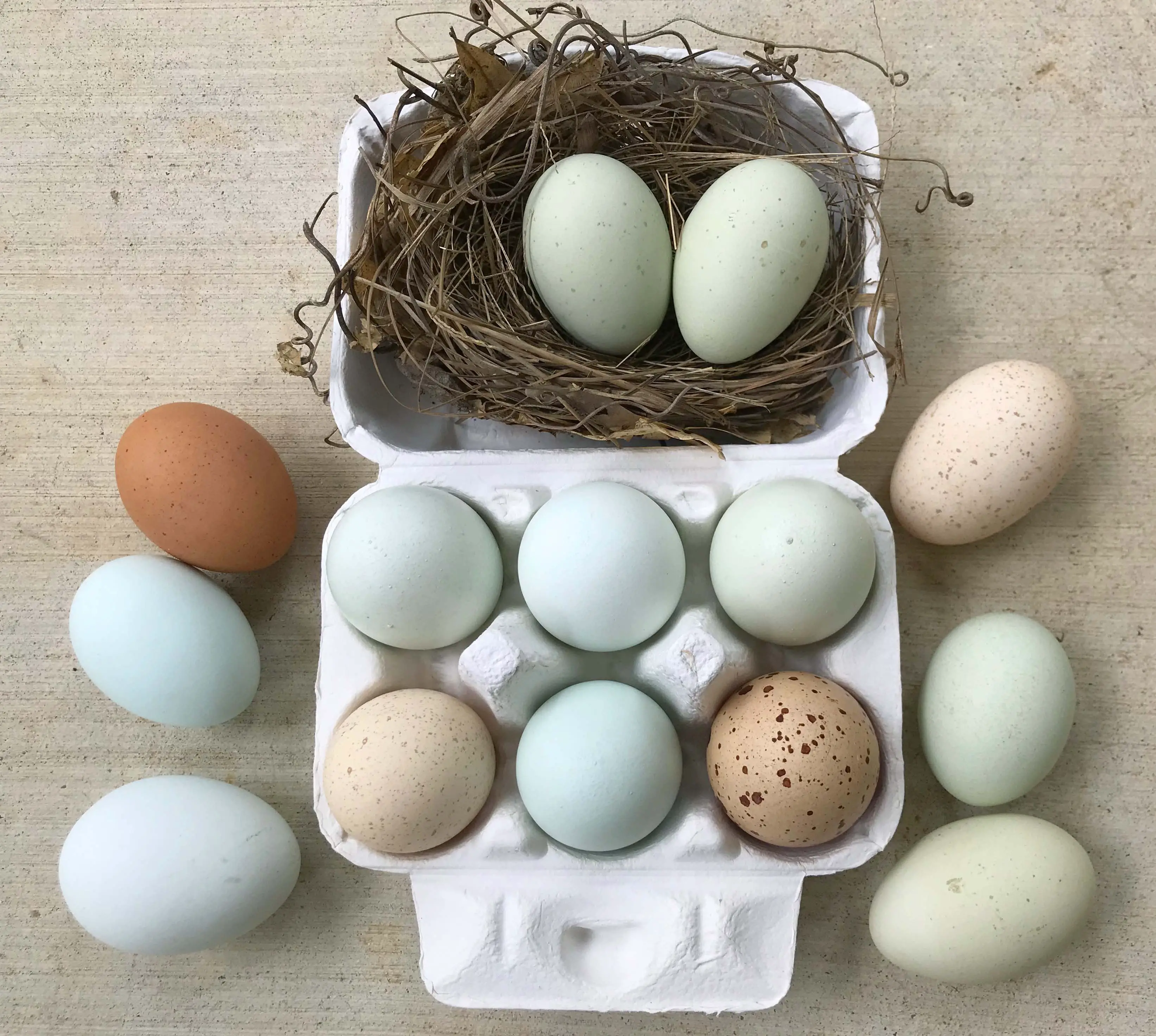 easter egger speckled peach, green and blue eggs in a white egg carton