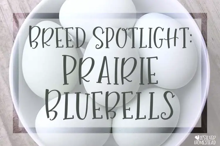 Prairie Bluebell Egger hybrid easter egger blue eggs in a white bowl with text that reads breed spotlight: prairie bluebells bright blue egg laying hens pullets chicken females