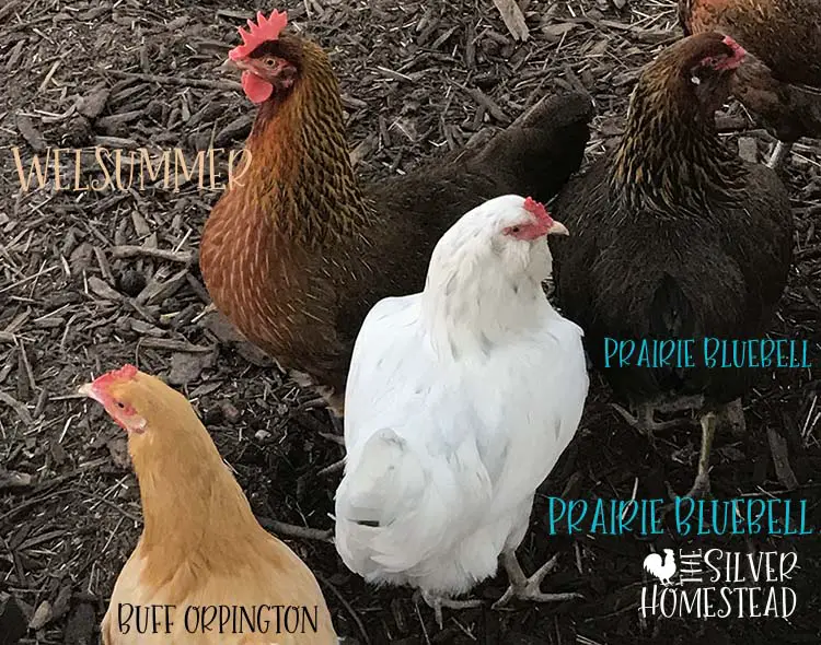 Prairie Bluebell hens Prairie Bluebell Egger feather colors chicks images pictures egg color wild type splash pullets