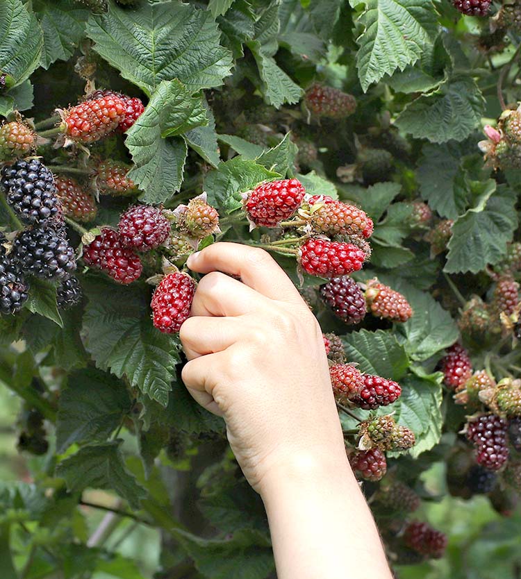 blackberry picking