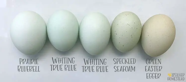 whiting true blue vs prairie bluebell  eggs compared to easter egger aqua egg speckled sea foam green turquoise teal chicken egg colors by breed