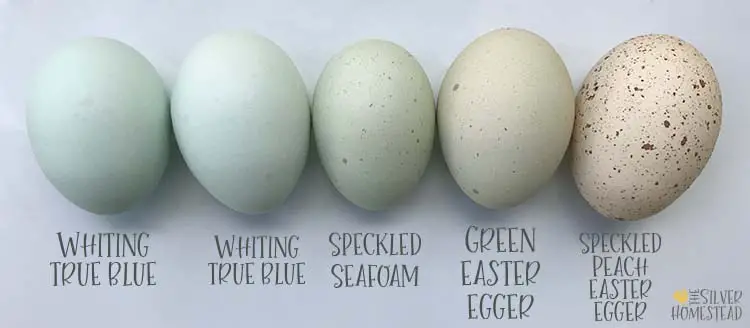 what chickens lay colored easter eggs whiting true blue whiting true blue vs prairie bluebell  eggs compared to easter egger aqua egg speckled sea foam peach brown green turquoise teal chicken egg colors by breed