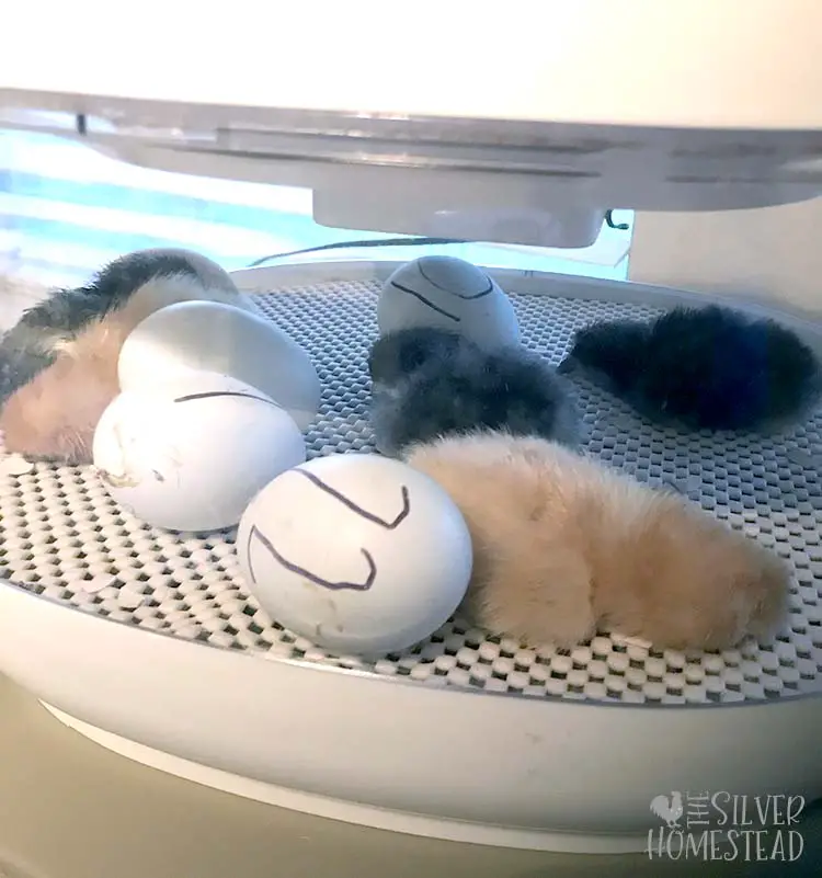 Chicks hatching in Nurture Right 360 incubator