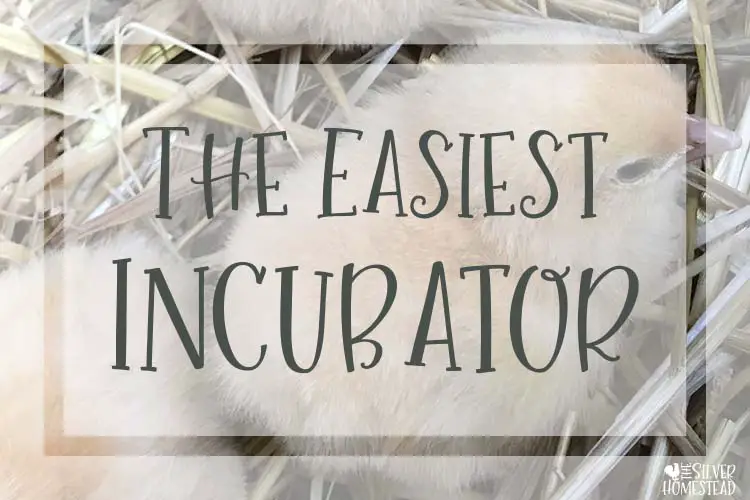 Best Incubator for Hatching Eggs at Home