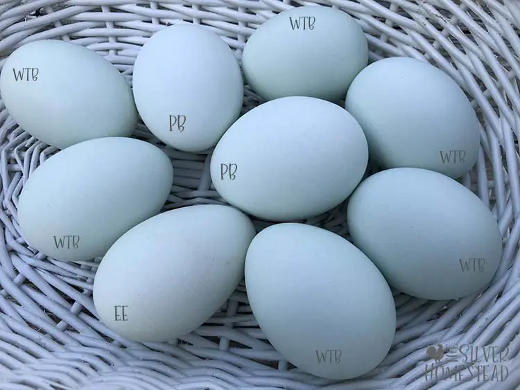 Whiting True Blue vs Prairie Bluebell eggs