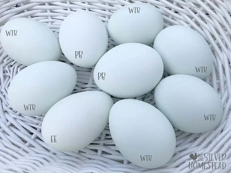 Whiting True Blue vs Prairie Bluebell eggs purebred whiting true blue eggs chicken egg colors by breed labeled backyard chicken egg pictures pics photos chicks