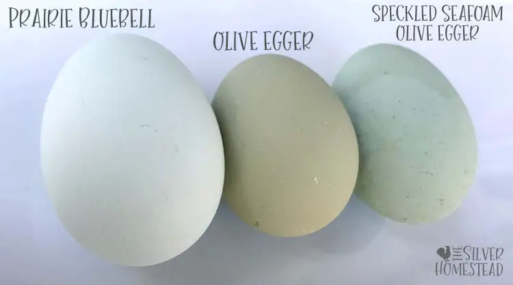 Prairie Bluebell Egger blue olive egg speckled seafoam chicken egg colors by breed F1 F2 F3 hybrid brightest vibrant deep overlay speckling 