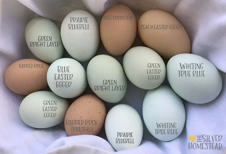 what breed chicken lays colored eggs blue green chocolate marans easter eggers