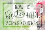 how to better hide backyard chickens chicken keeping secrets hiding hens from neighbors view not visible seen from street keep chicks quiet silent breeds breed of bantam chicken miniature egg laying hens