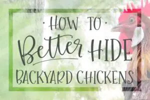 how to better hide backyard chickens chicken keeping secrets hiding hens from neighbors view not visible seen from street keep chicks quiet silent breeds breed of bantam chicken miniature egg laying hens