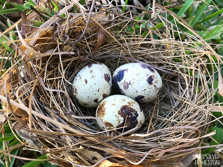 Coturnix quail eggs in a nest