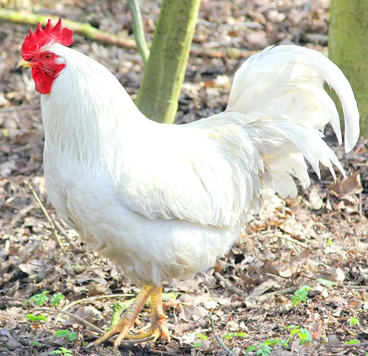 White leghorn rooster