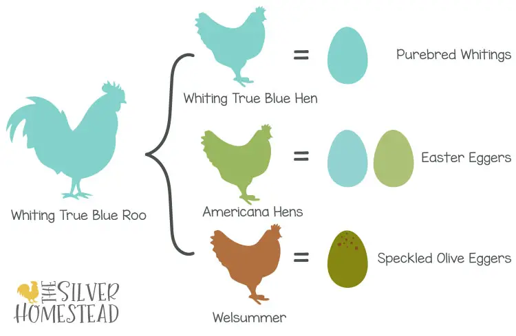 Whiting True Blue rooster silver homestead breeding infographic graphic egg colors by breed breeder visual genes genetics chart green aqua bright vibrant olive dark chocolate marans back cross back-cross homozygous blue egg gene heterozygous breeds