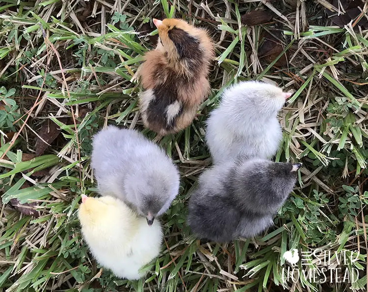 5 Bright Layer Easter Egger chicks standing in grass. Two are extremely light gray, one is dark gray, one is bright yellow and one is brown chipmunk striped