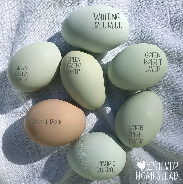 Which breeds of chickens lay colored eggs Chicken Egg Colors by Breed green blue bright layer easter egger