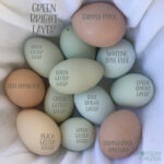 Chicken Egg Colors by Breed - Silver Homestead