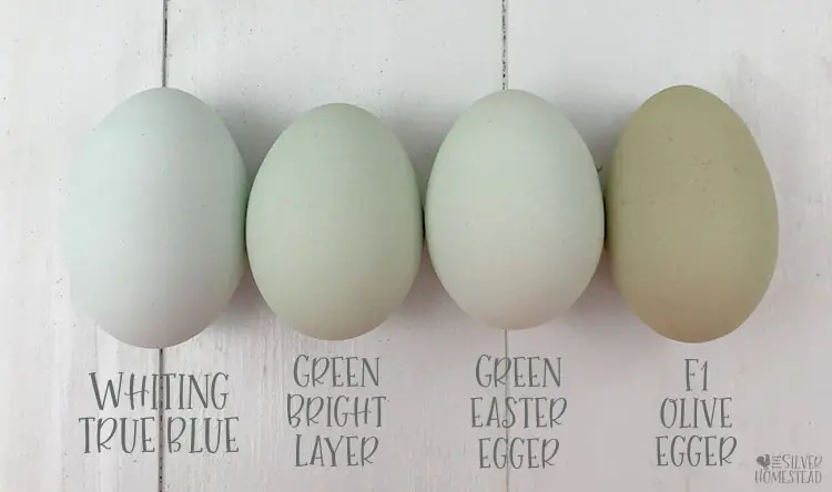 whiting true blue vs prairie bluebell  eggs compared to easter egger green F1 F2 F3 olive aqua egg speckled sea foam green turquoise teal chicken egg colors by breed