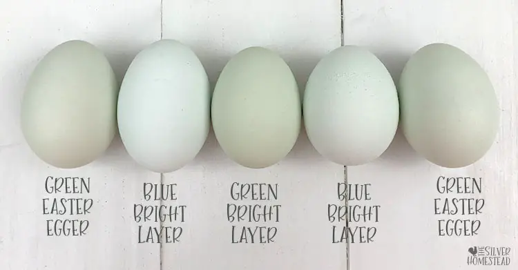 row of blue and green easter egger eggs