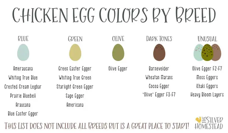 Chicken egg colors by breed blue green olive unusual unique chicken eggs speckled speckling speckles freckled dark tones back cross marans rich deep rare 