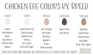 Chicken Egg Colors by Breed - Silver Homestead