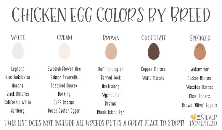 Chicken egg colors by breed marans white cream layers brown tinted tan speckled breeds that lay colored eggs list rare cream heavy bloom
