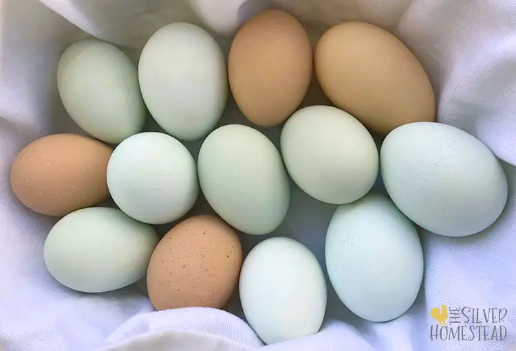 speckled easter egger hatching eggs