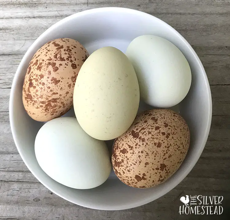speckled easter egger hatching eggs blue green welsummer polka dot eggs in a white bowl