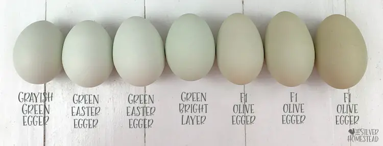 Chicken Egg colors by breed F1 olive compared to green easter egger green labeled backyard chicken eggs photos pics chicks egg shell tones gray light 