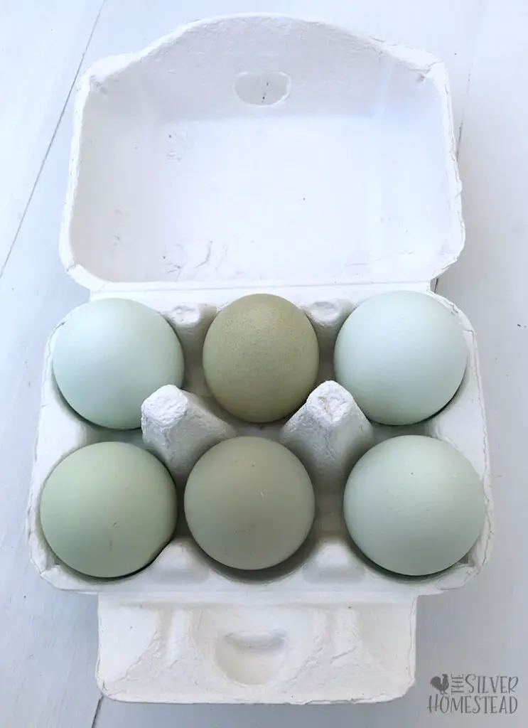 Speckled olive egger hatching eggs