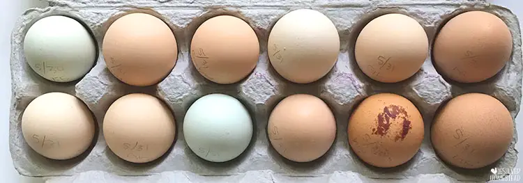 Carton of rainbow hatching eggs
