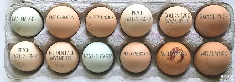 Rainbow hatching eggs color chicken egg colors by breed golden lace wyandotte barred rock peach easter egger blue easter egger green olive buff orpington labeled egg picture photo pic hatching eggs chicks fertile speckled welsummer chicken egg colors by breed