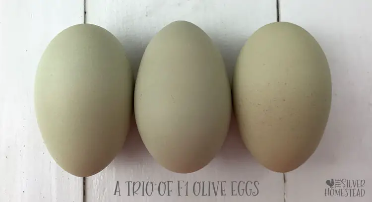 Chicken egg colors by breed F1 olive eggers